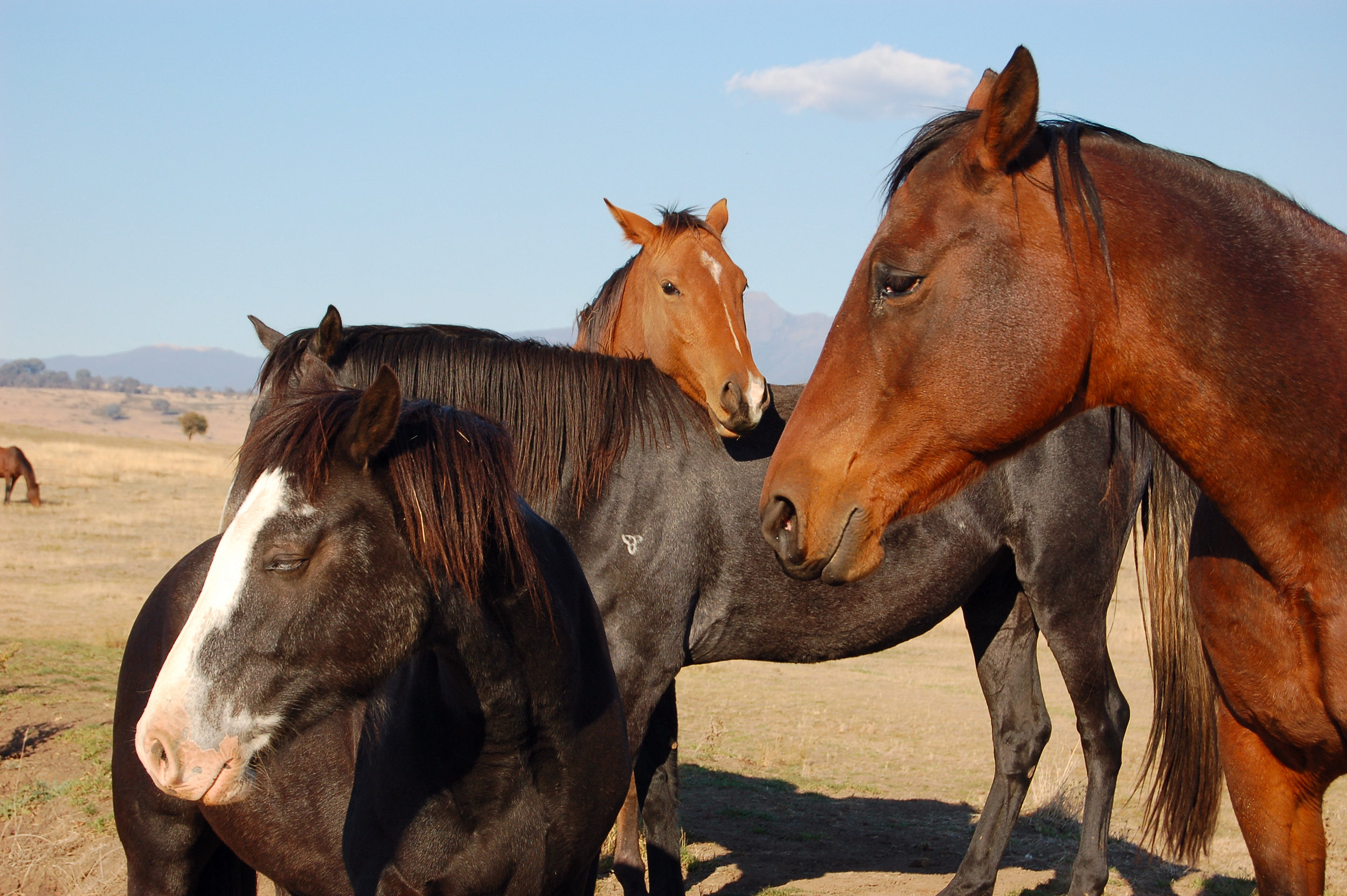 Head resting horse back riding.JPG
