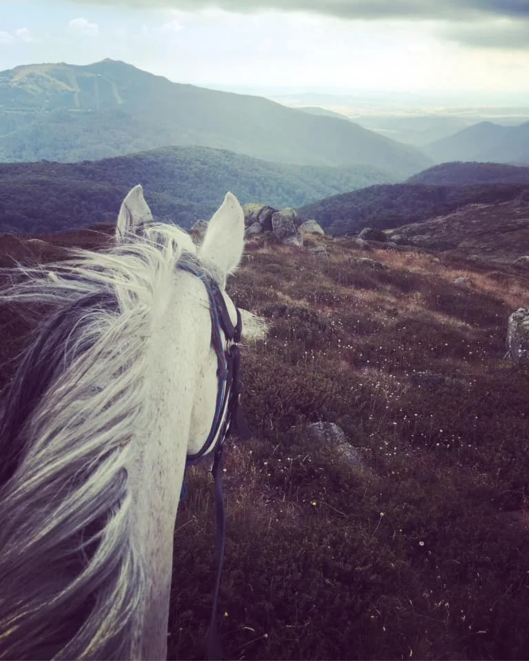 horse.jpg
