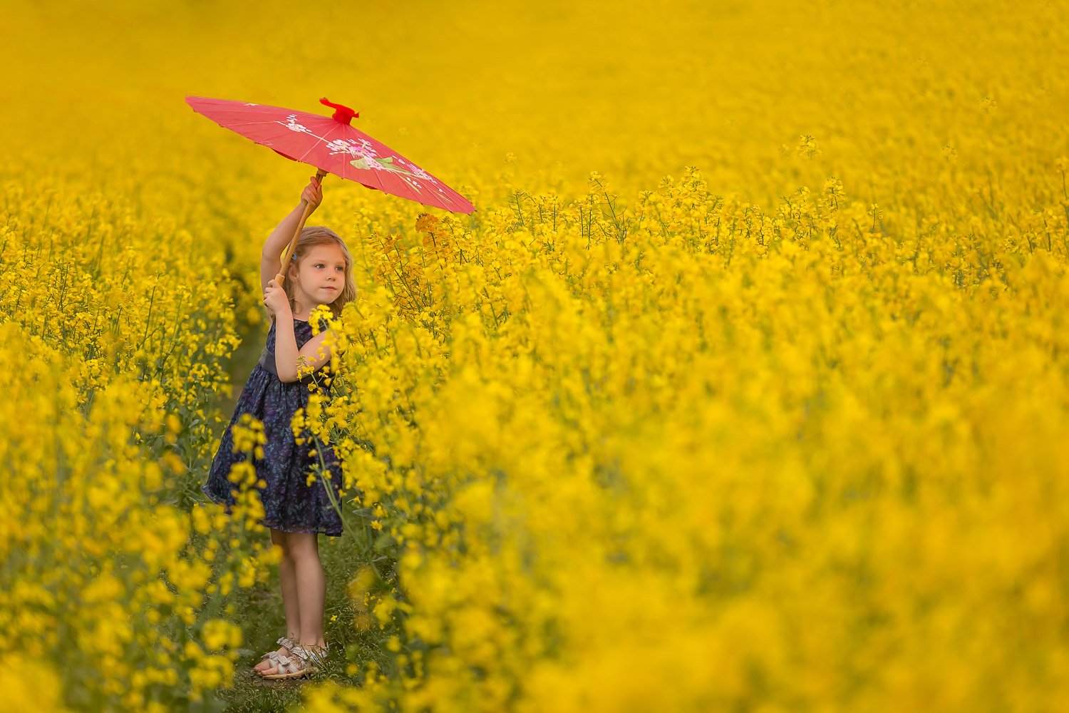 Rapeseed field child photoshoot Leeds, Harrogate, Bradford, Wakefield