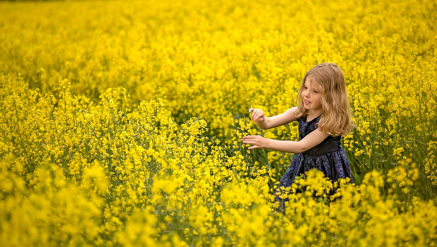 Rapeseed field child photoshoot Leeds, Harrogate, Bradford, Wakefield