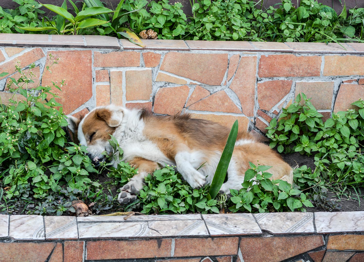 Napping in someone's garden