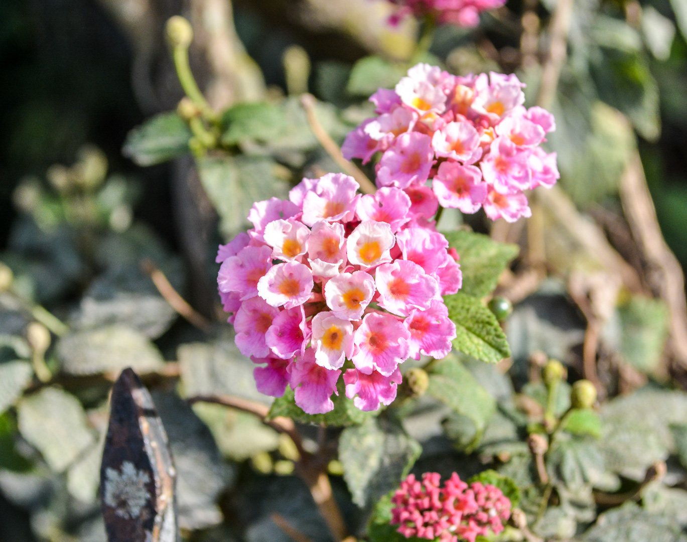 DSC_0457.jpg