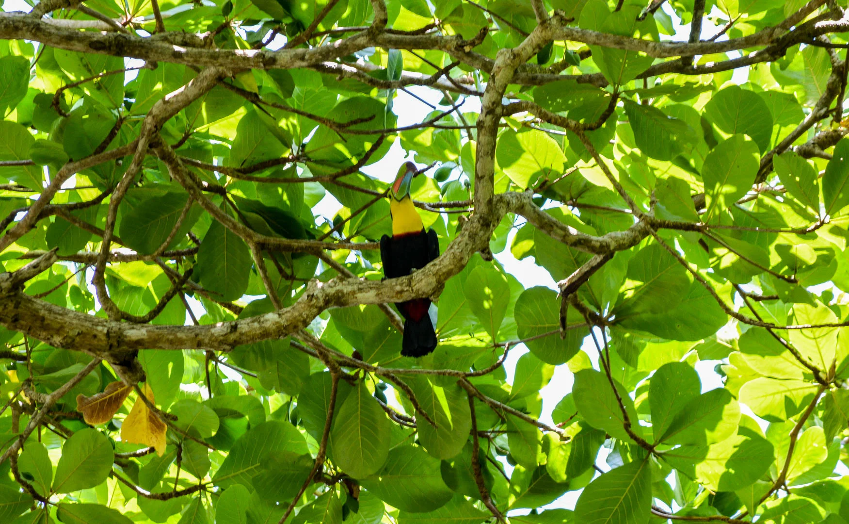 The sassy toucan