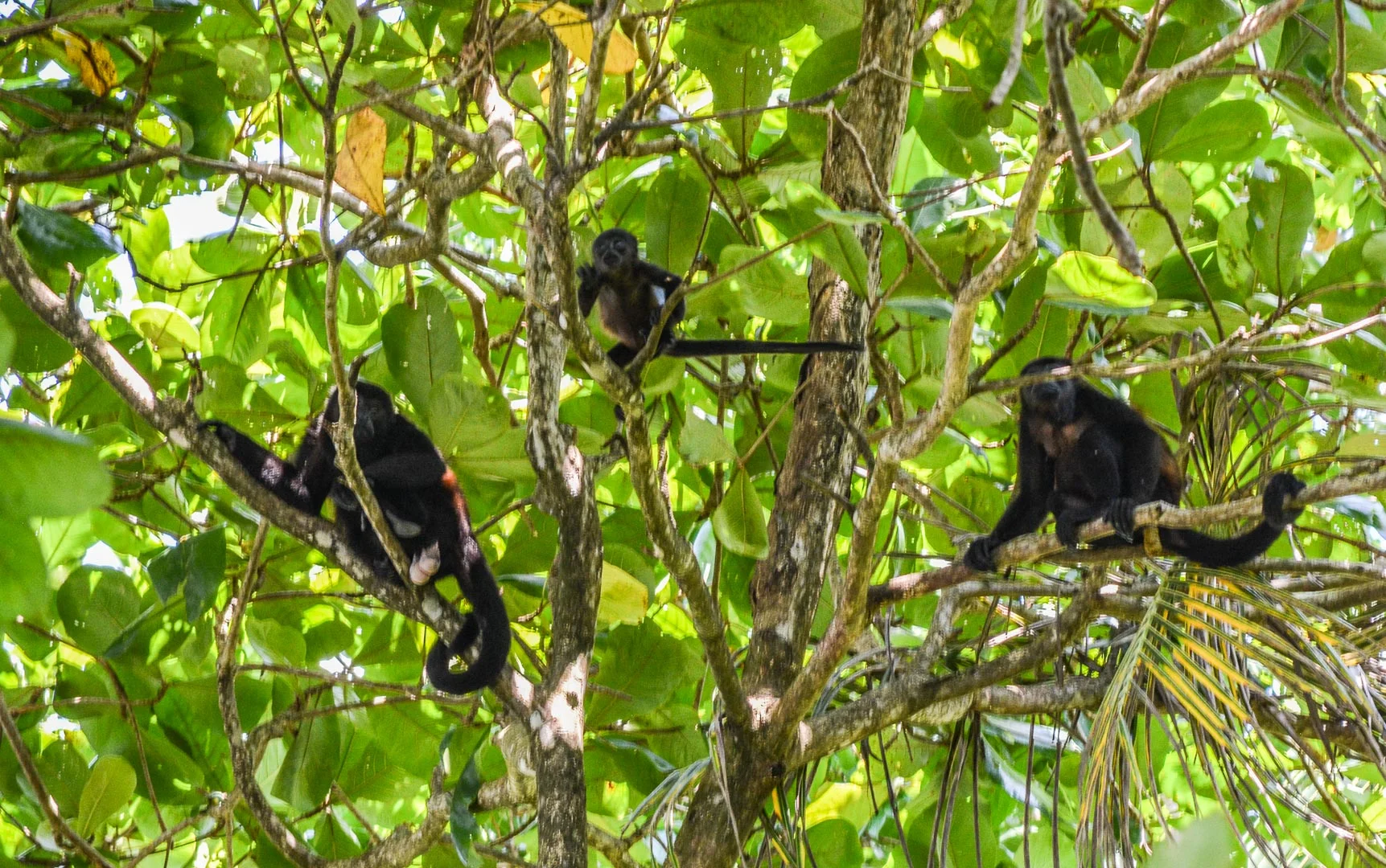 This picture is a bit blurry, but I like it because you can see the baby monkey in the middle!