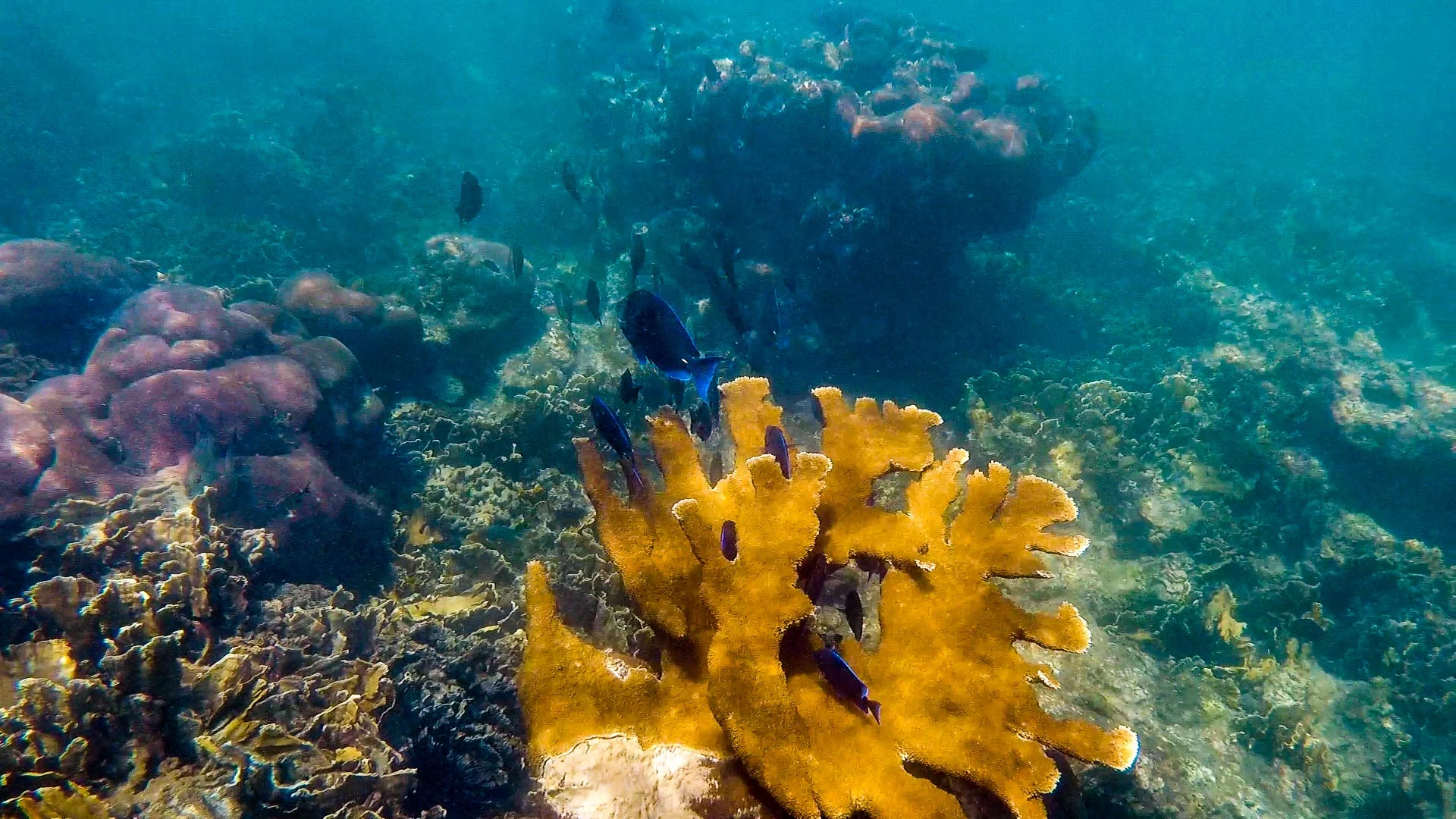 blue fish yellow coral 1.jpg
