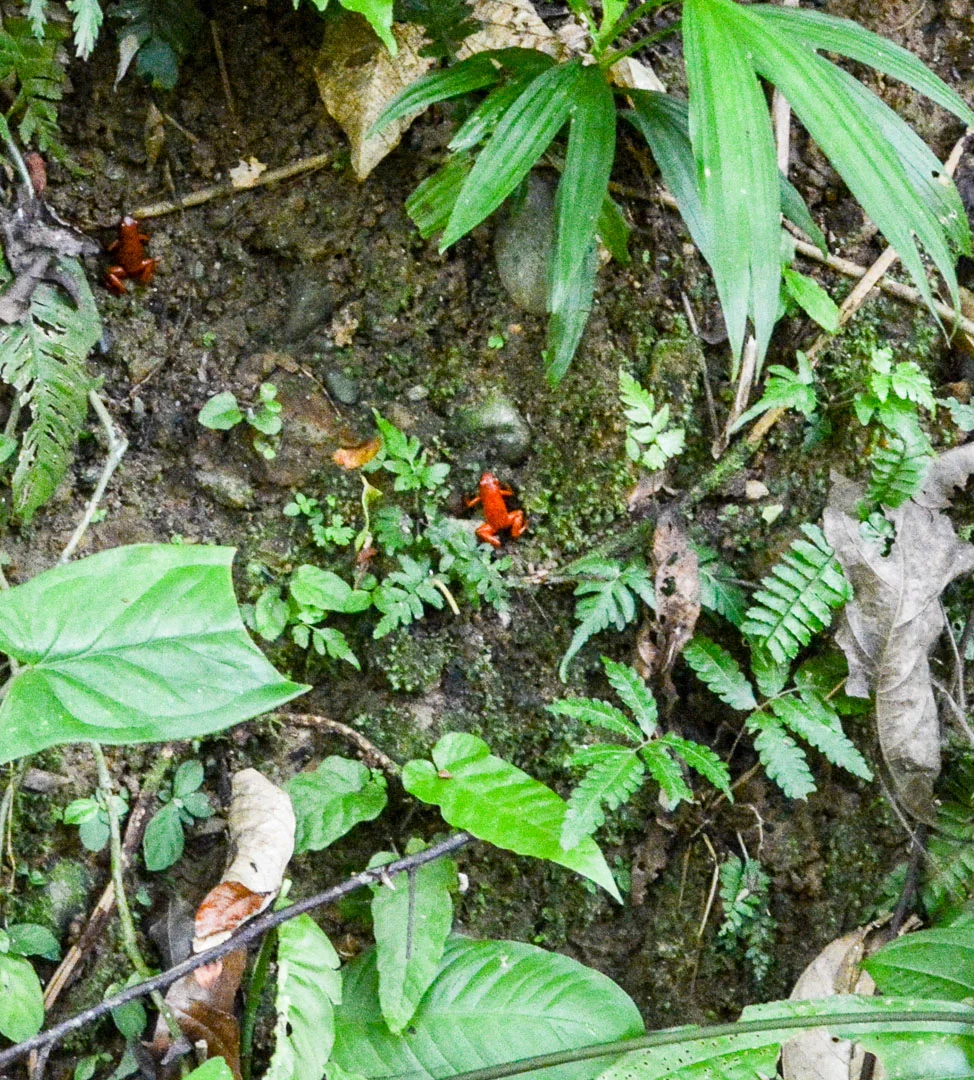 The tiny red frogs! There are actually 2 of them in this photo...
