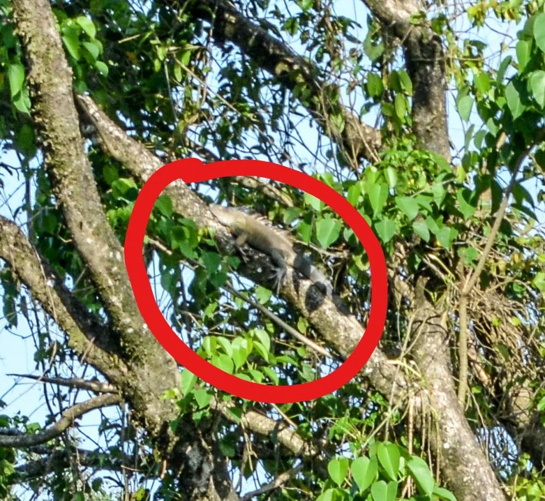 Iguana in a tree top far away