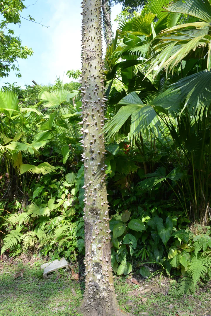 The spiky pochote tree--it's clearly not a fan of tree huggers