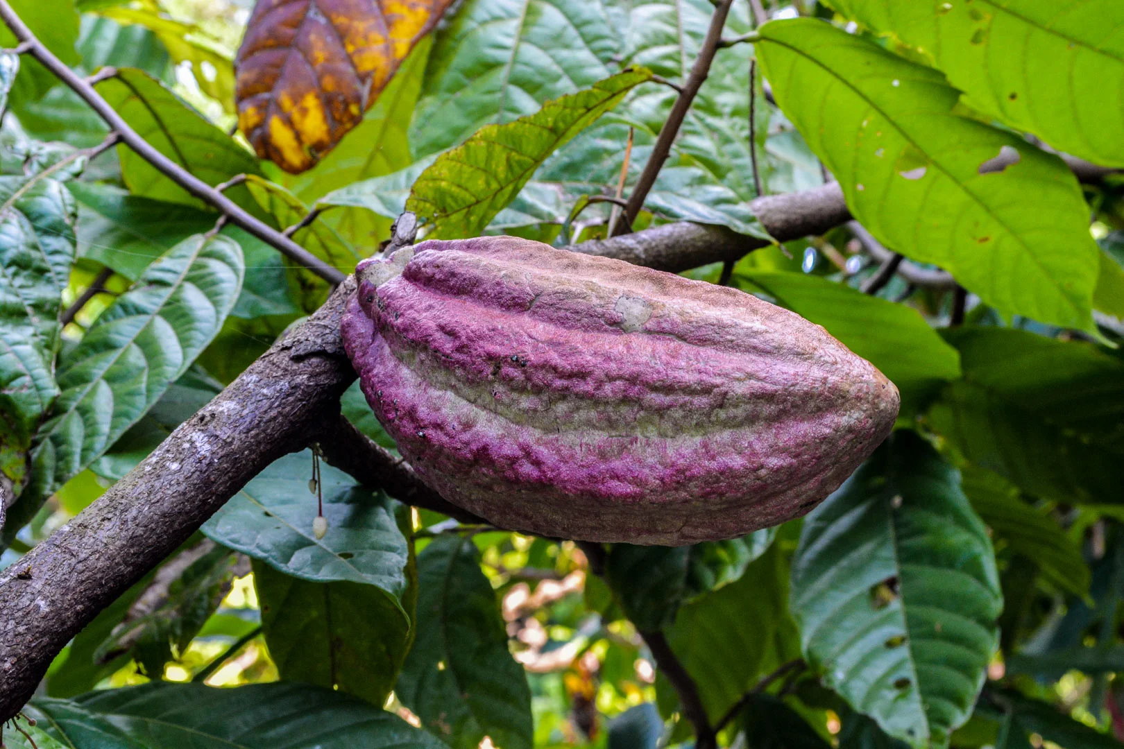 One of the many varieties of cacao pods