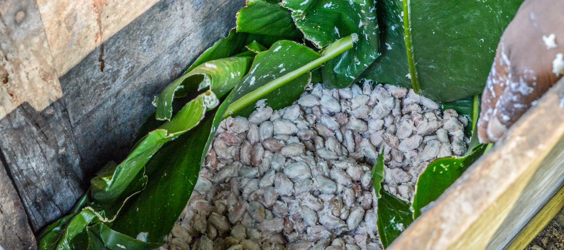 Fermenting beans wrapped in banana leaves inside a wooden box