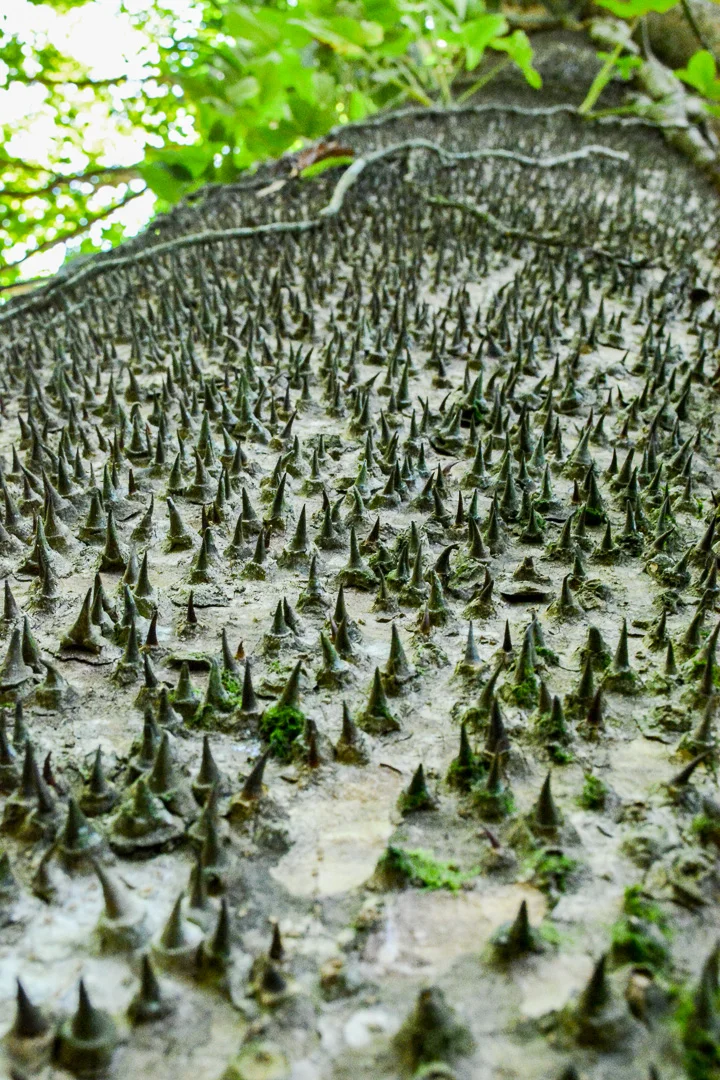 Don't lean up against this tree