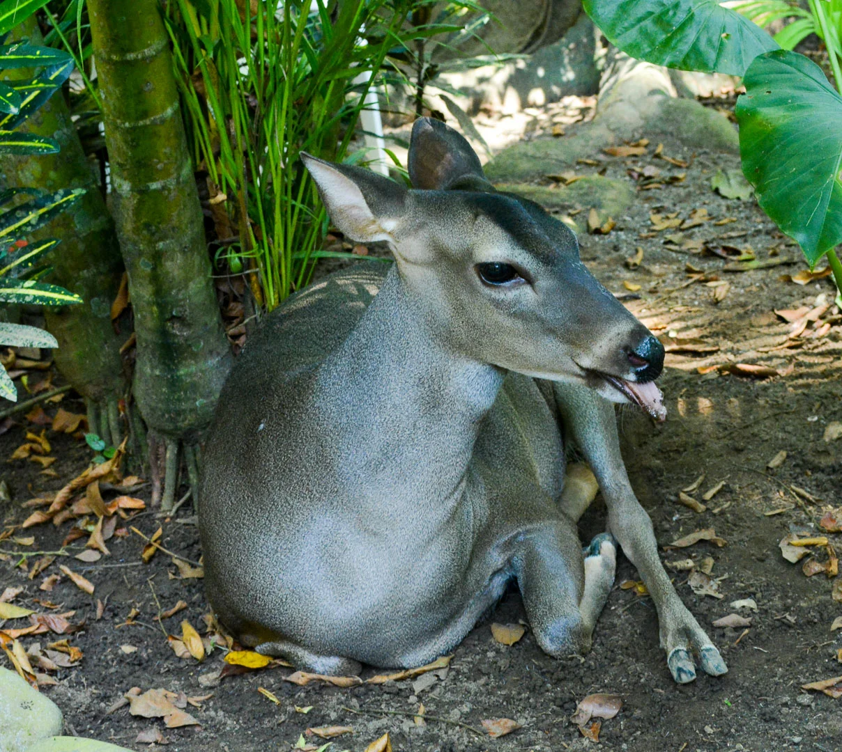 This guy has a condition where his tongue constantly hangs out of his mouth. He was rehabilitated, but became too comfortable around humans, so he's a permanent resident at the Center. He has free range of the open area where the visitors walk through. We were told he sometimes will surprise visitors by licking the backs of their legs...