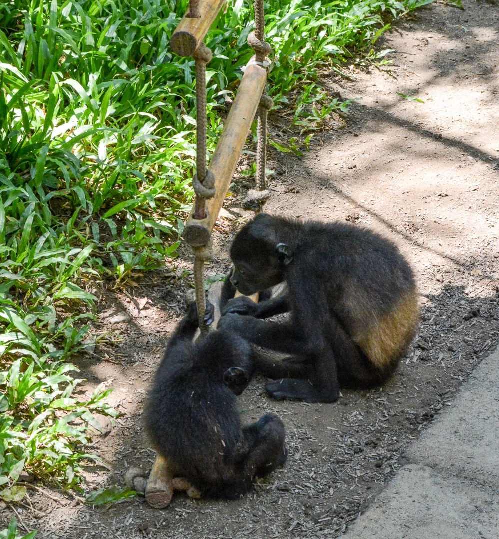 DSC_0707.jpg