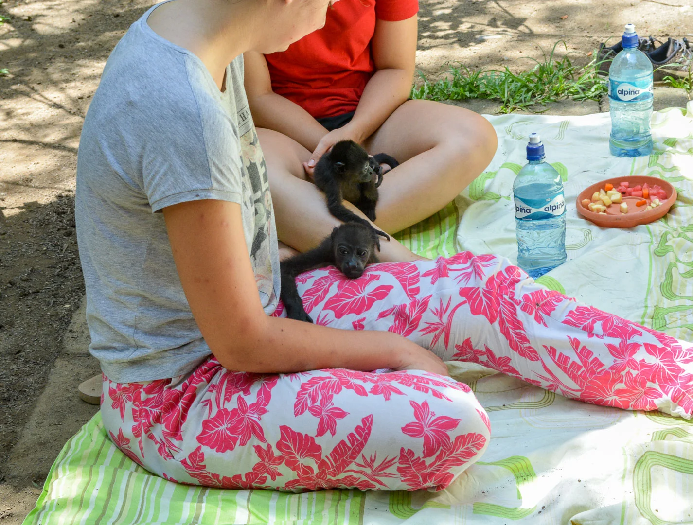 Volunteers are the only ones allowed to play with the baby monkeys. This way they don't get used to jumping on or interacting with the everday passerby