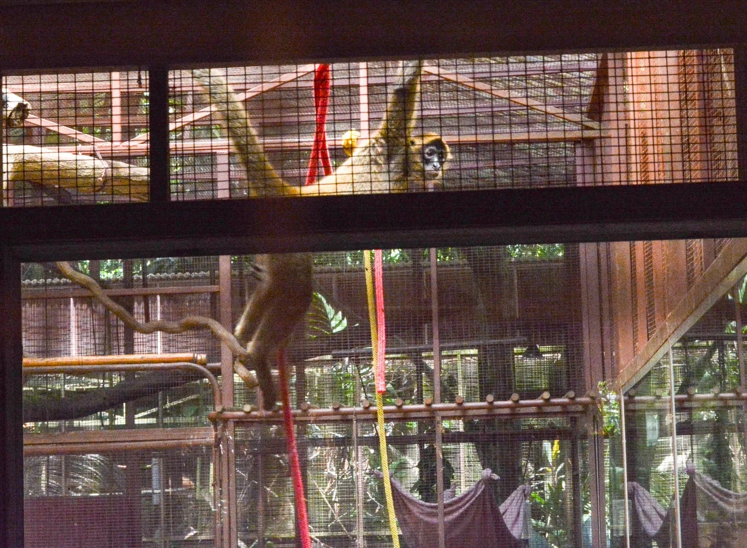 We couldn't get very close to the spider monkeys, but here is a zoomed in picture of one that has made a remarkable recovery. This monkey was captured by a local and tortured and beaten by a group of men. Someone luckily stopped them and brought the monkey to the center. The spider monkey was placed in the habitat with other spider monkeys. He was so traumatized and terrified that he covered himself with a blanket and stayed under that blanket and rocked back and forth for the first few months at the Center. Gradually though he became comfortable with the other monkeys and now swings about with the others. 