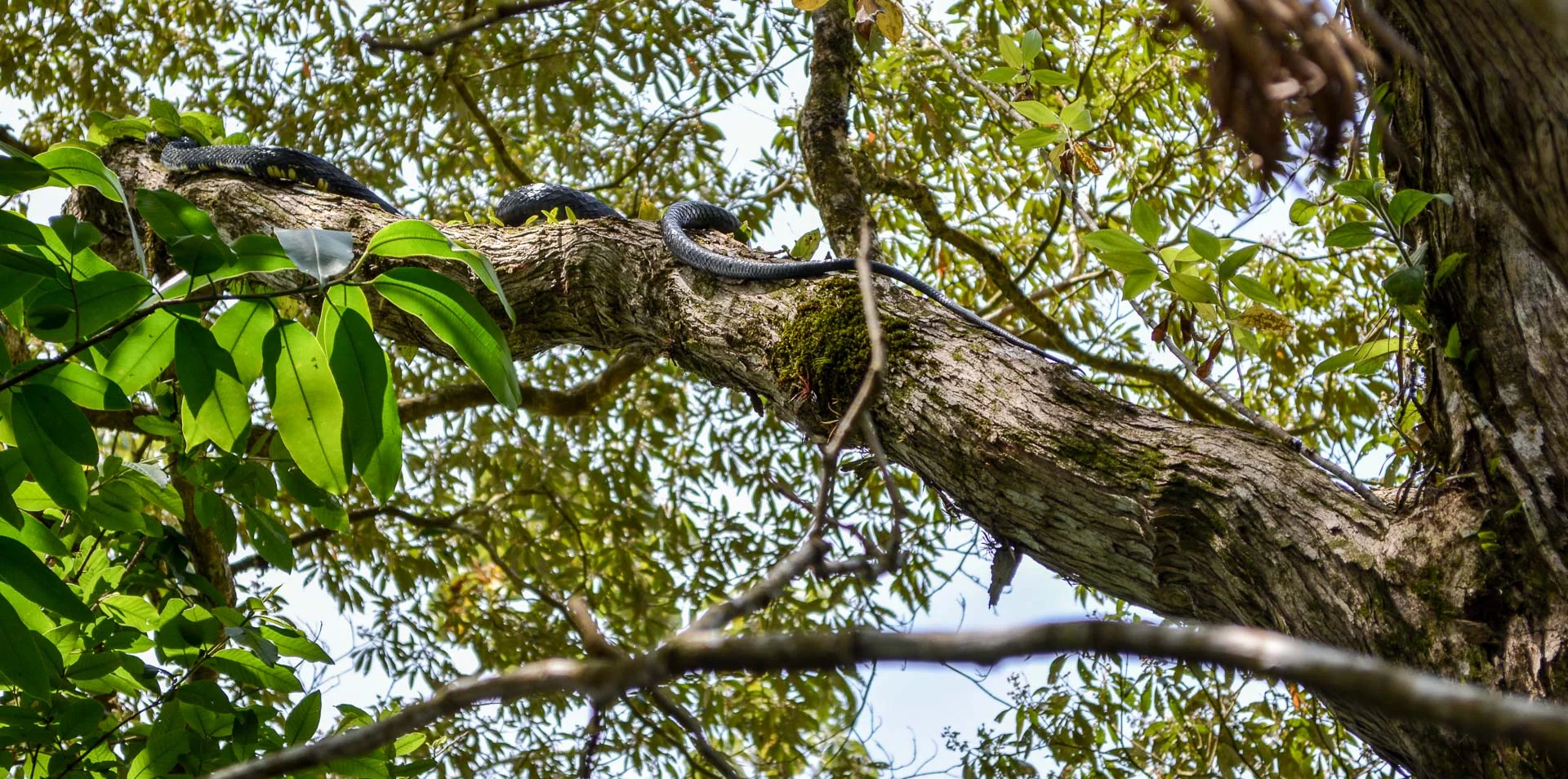 The only thought while taking this picture, "You better stay in that tree."