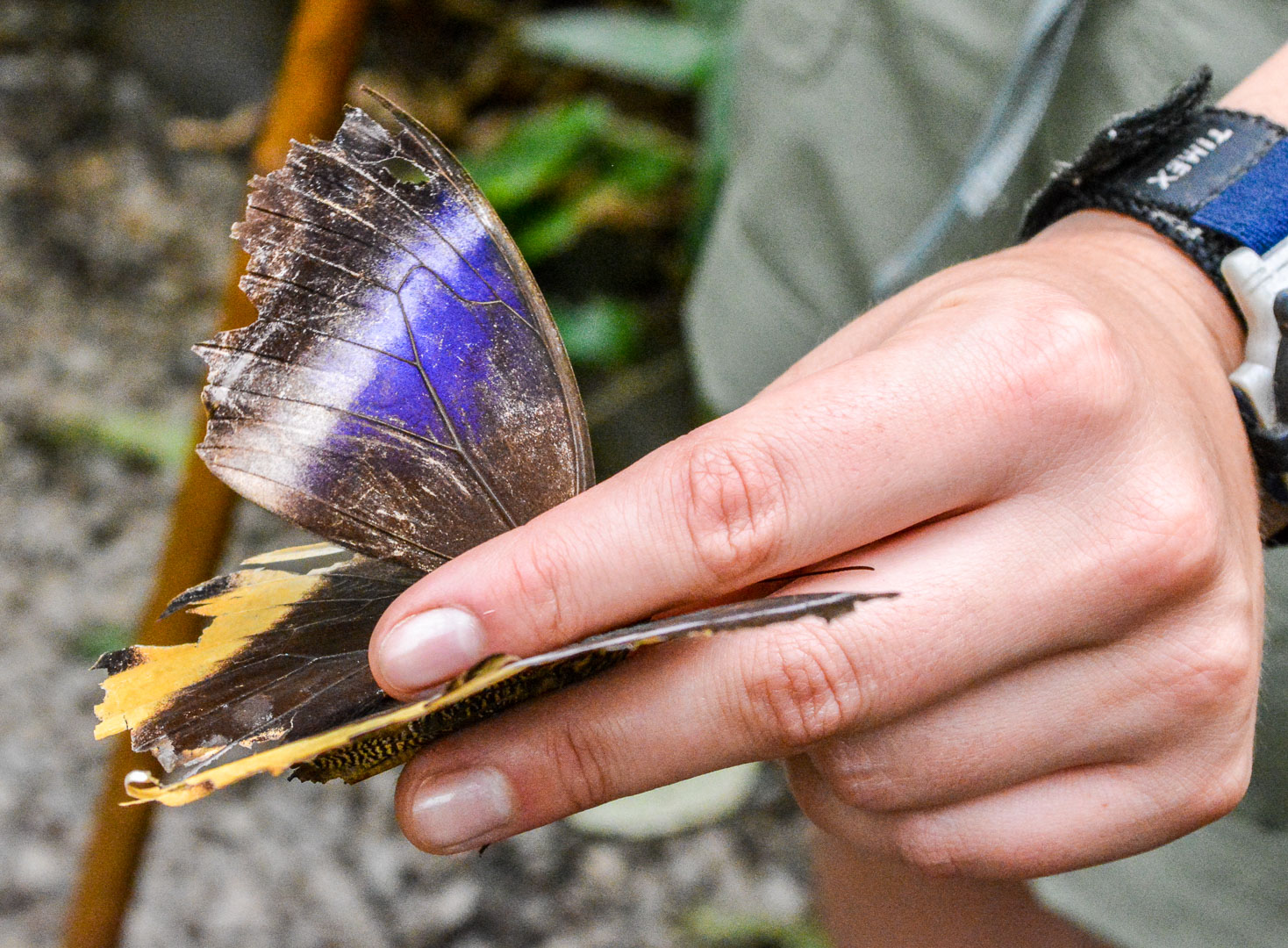 Our tour guide properly holding a butterfly to avoid damaging its wings. This guy is an elderly butterfly which can be seen by the fading color and the distressed wings