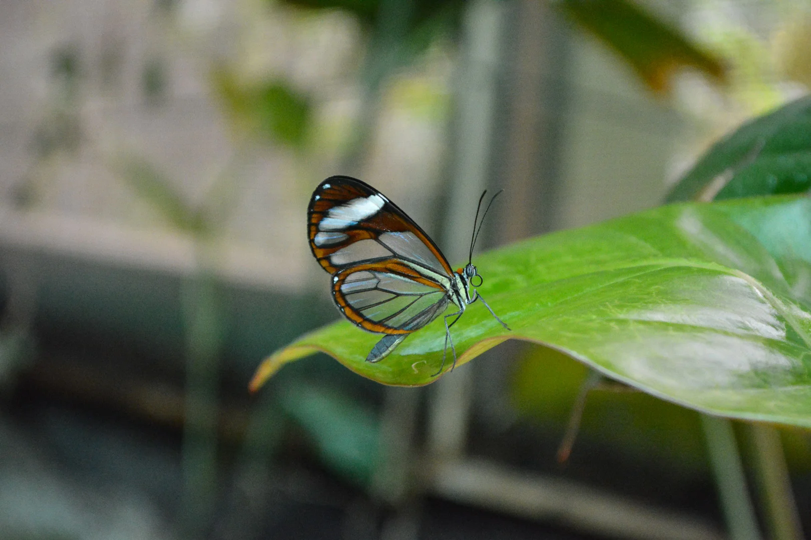 The glass winged butterfly (shot by Lauren)