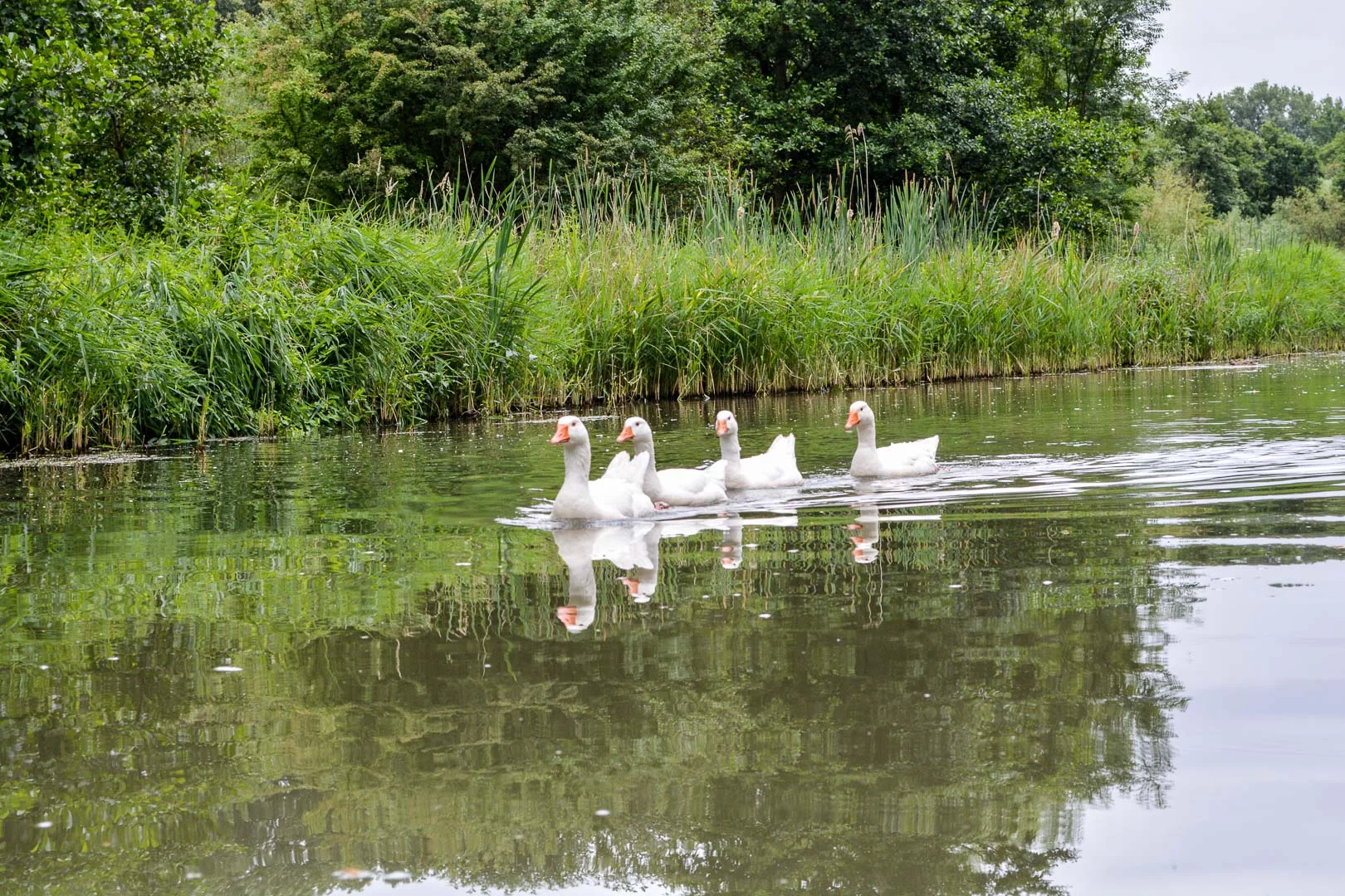 DSC_0158.jpg