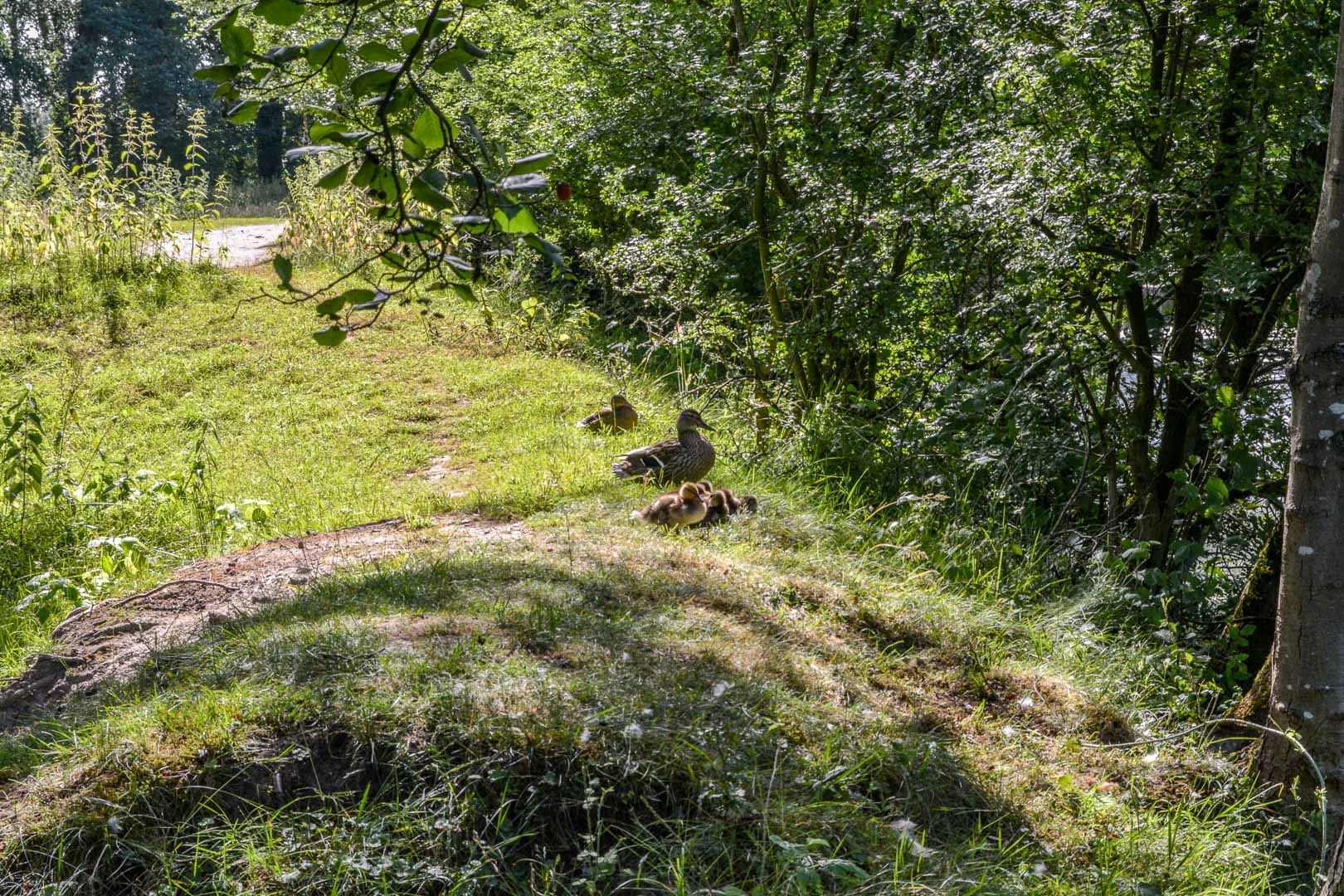 DSC_0242.jpg