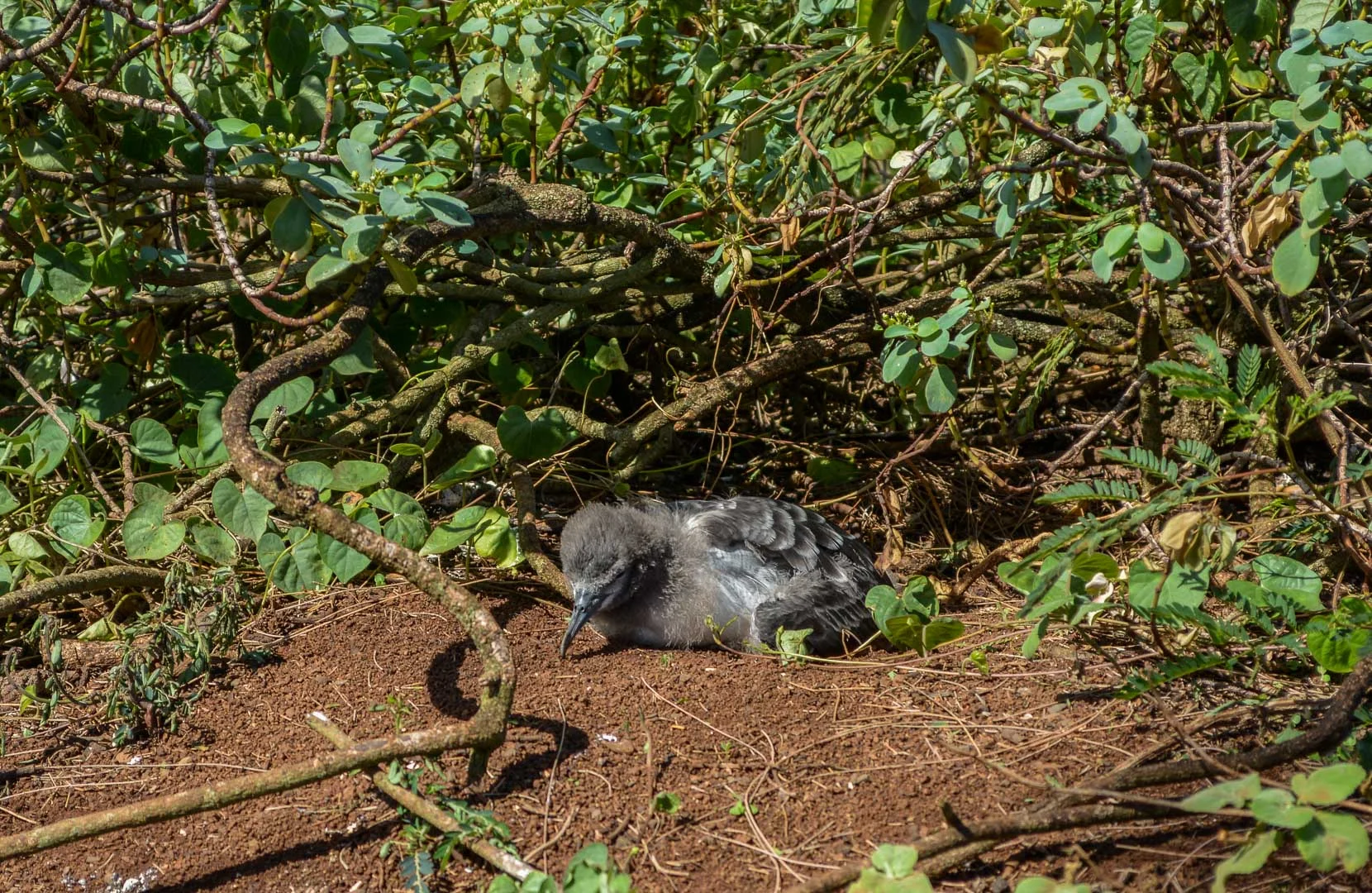 Baby bird