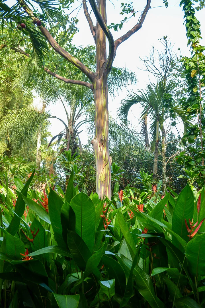 Rainbow Eucalyptus