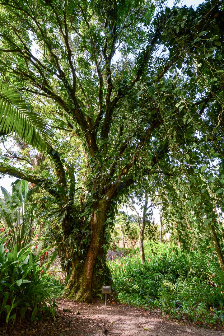 100-year old mango tree