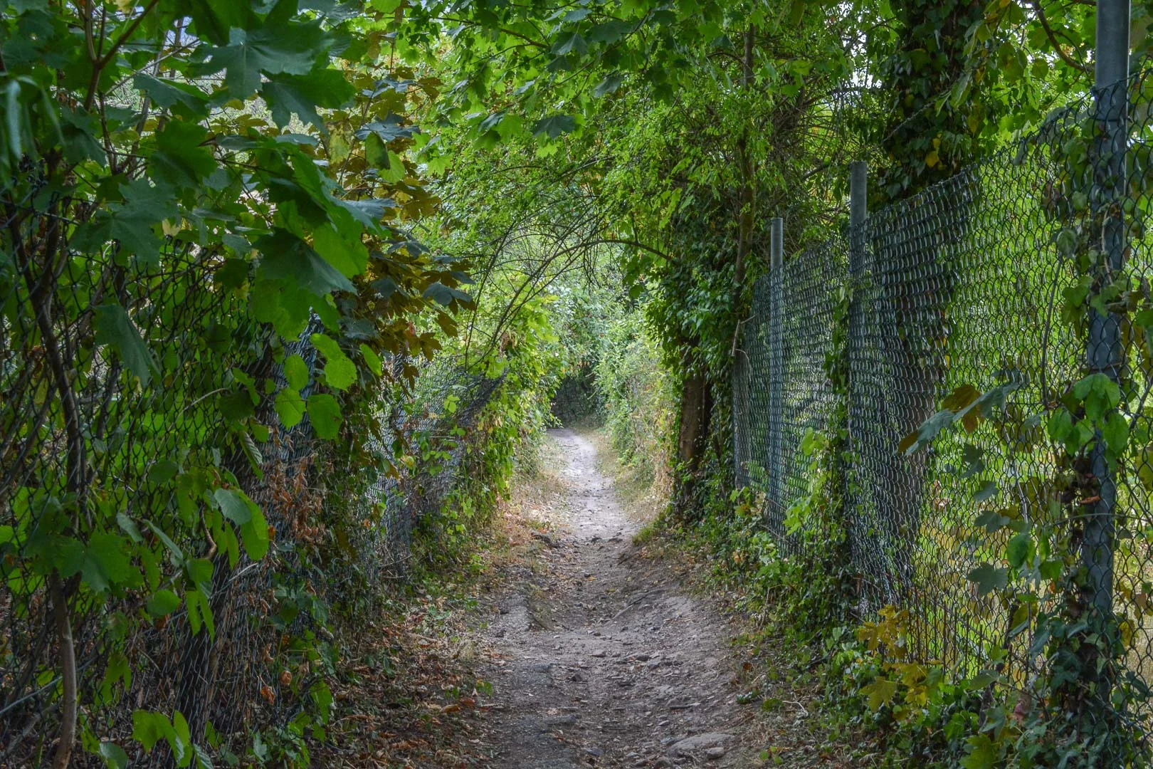 DSC_1790.jpg