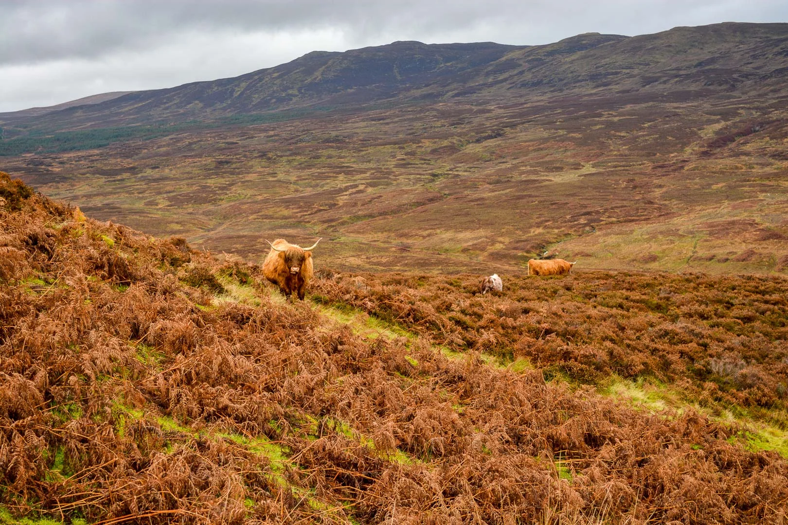 Scottish Highland Cattle