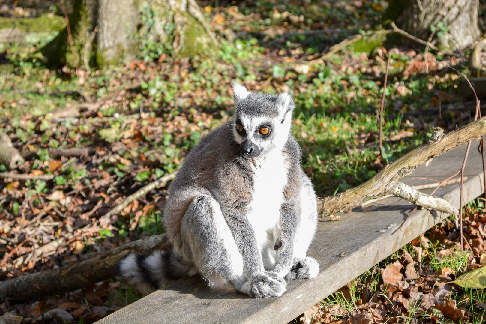 DSC_0120.jpg