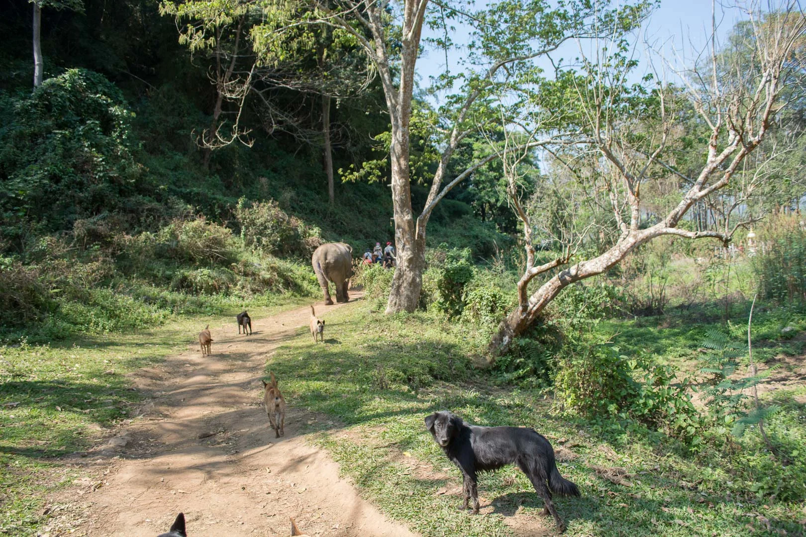 Our dog escorts that joined us on our walk. In addition to the 2 elephants, the woman running the Pamper a Pachyderm experience also has rescued 40 dogs