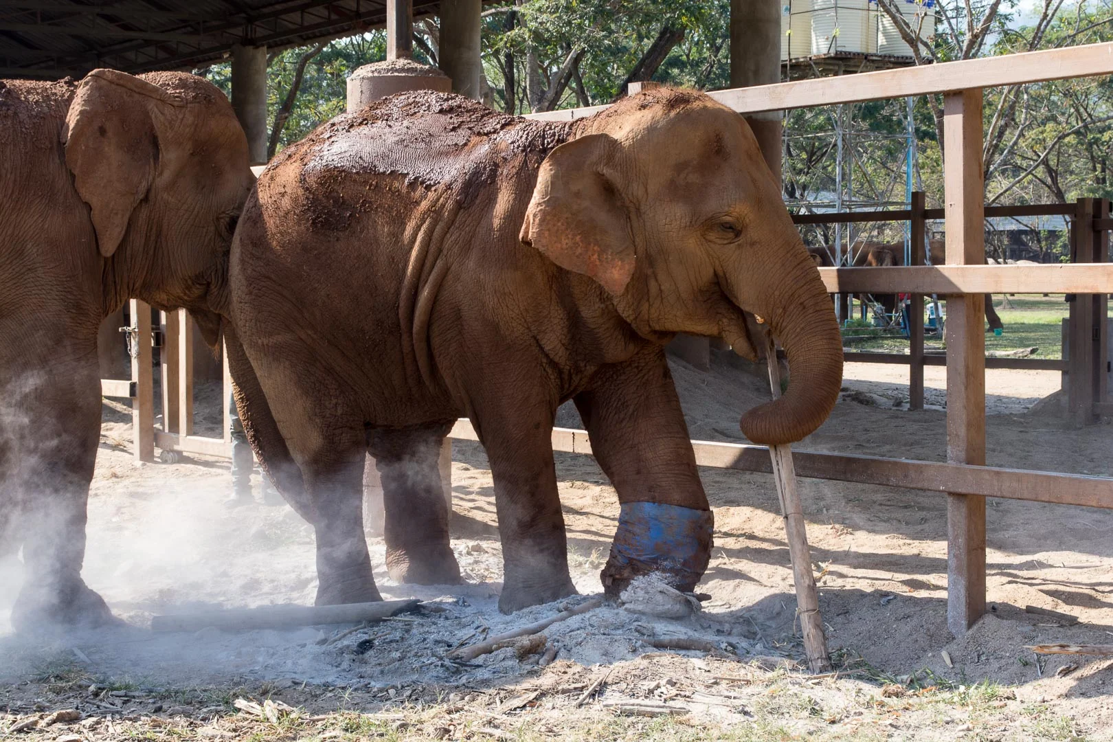 Poor elephant that stepped on an abandoned land mine