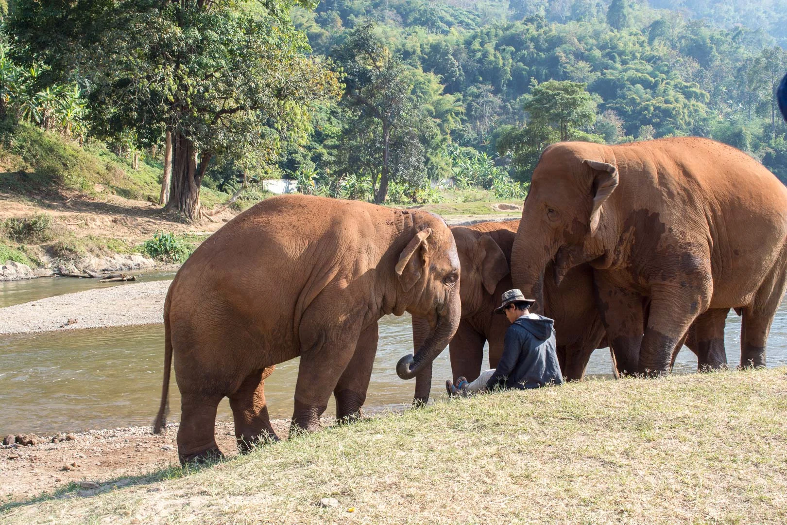 Mahout with his elephants