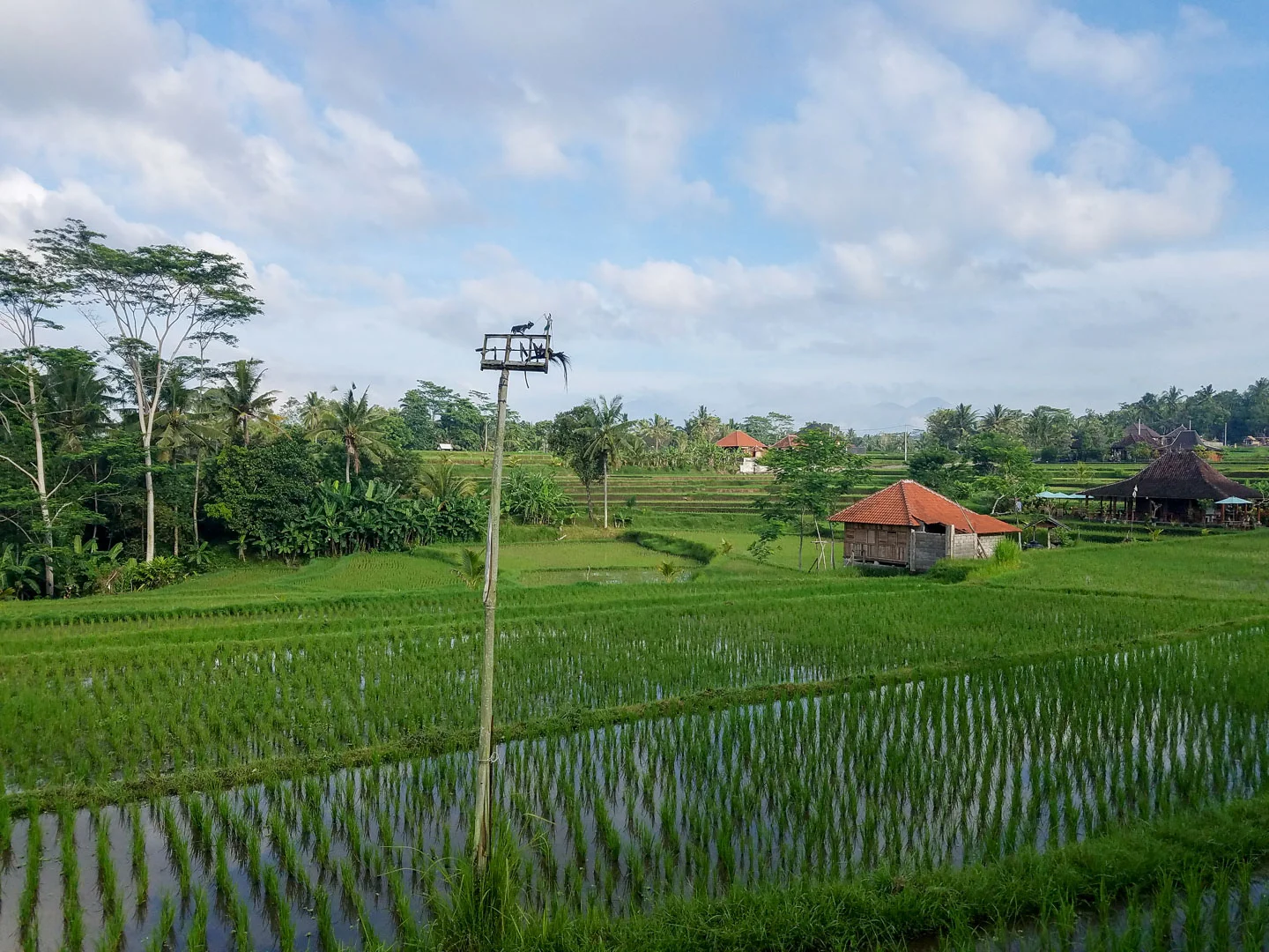 Rice paddies on the ridge walk
