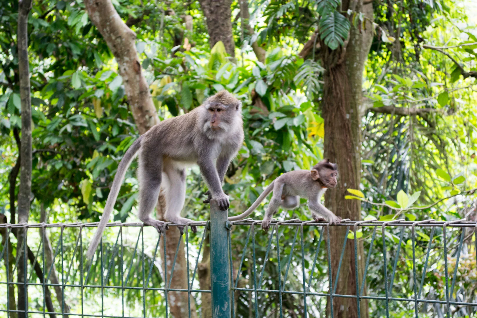 Baby monkey!!