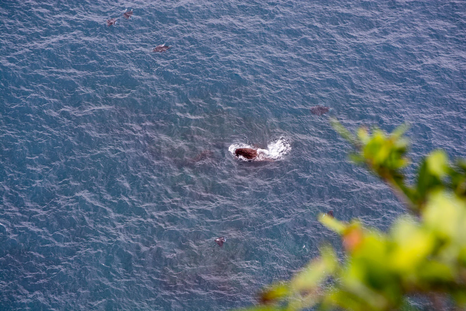 Can you see the mantas?