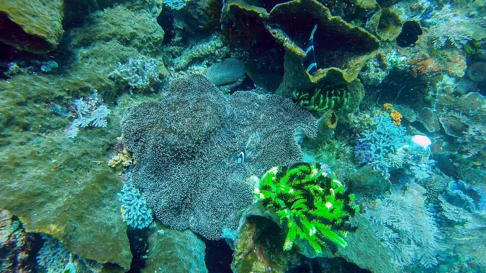 Anenomefish protecting their home