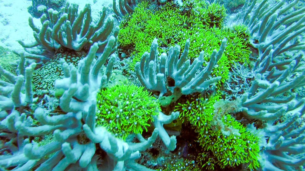 Interesting coral