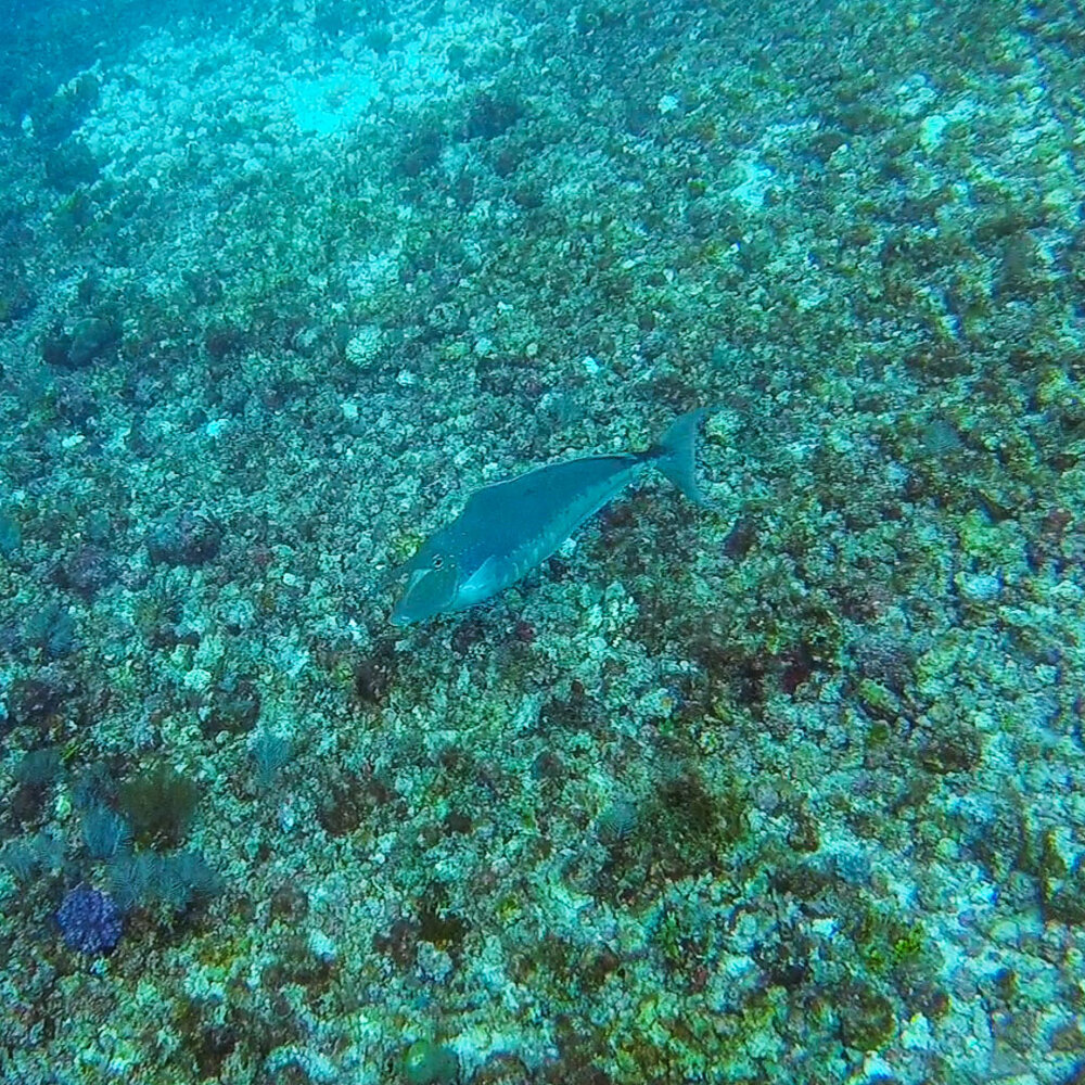 Unicornfish! Can you spot the horn?