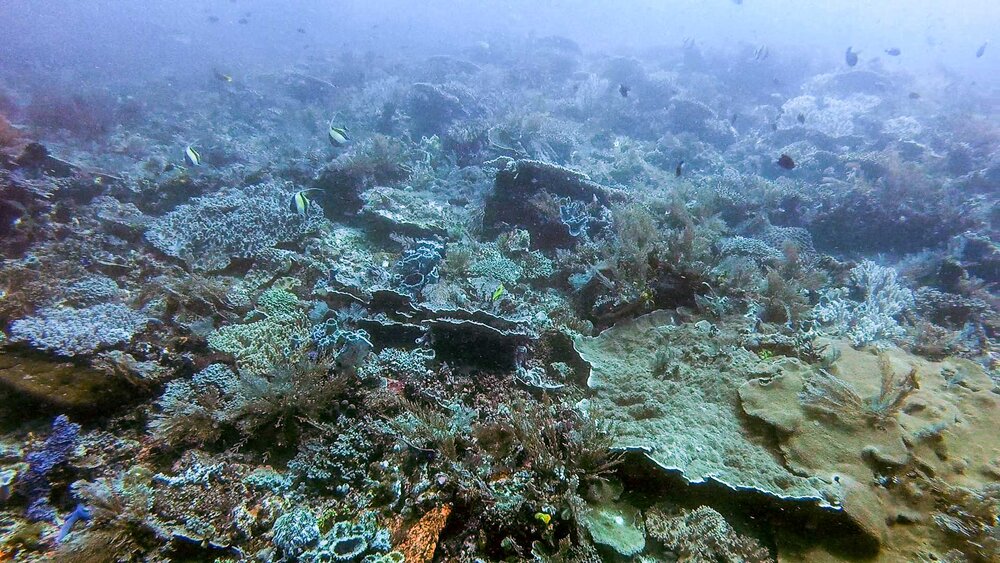 Longfin bannerfish in the upper left