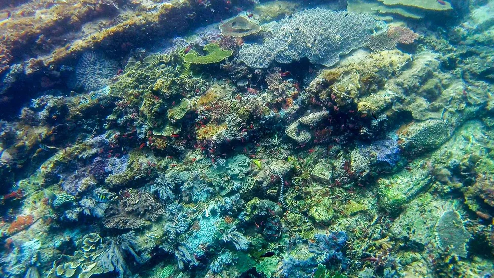 View from snorkeling