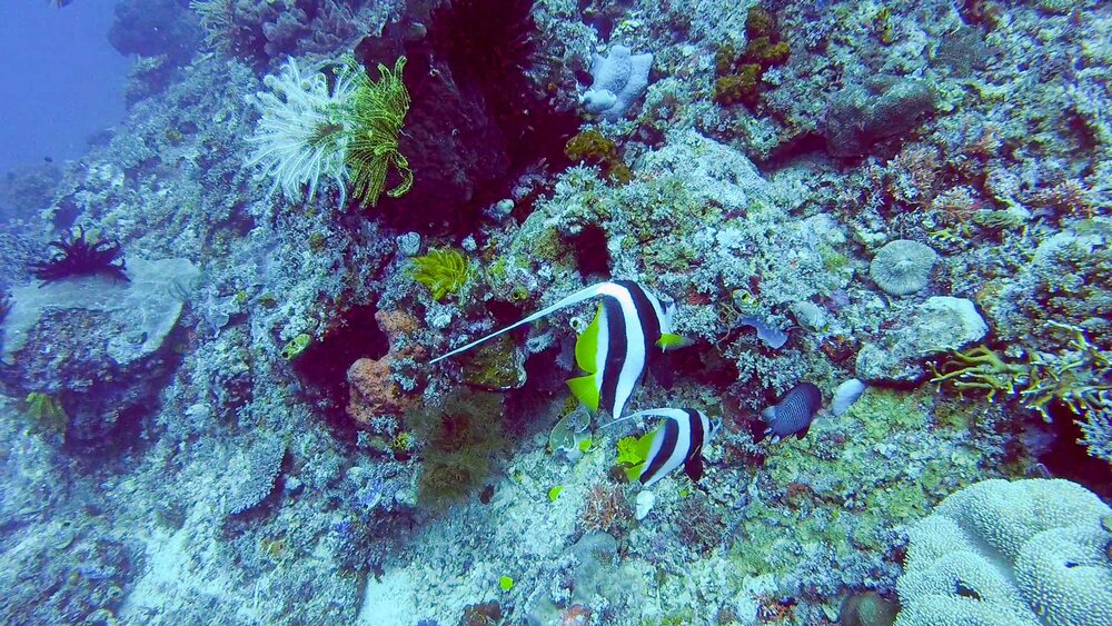 More bannerfish