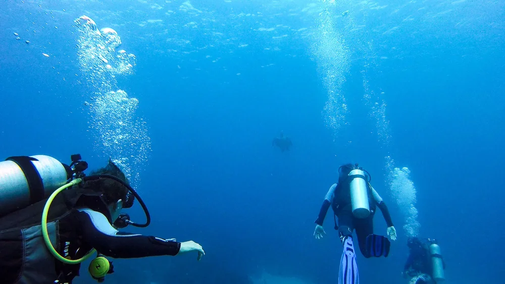 Viewing a sea turtle in the distance