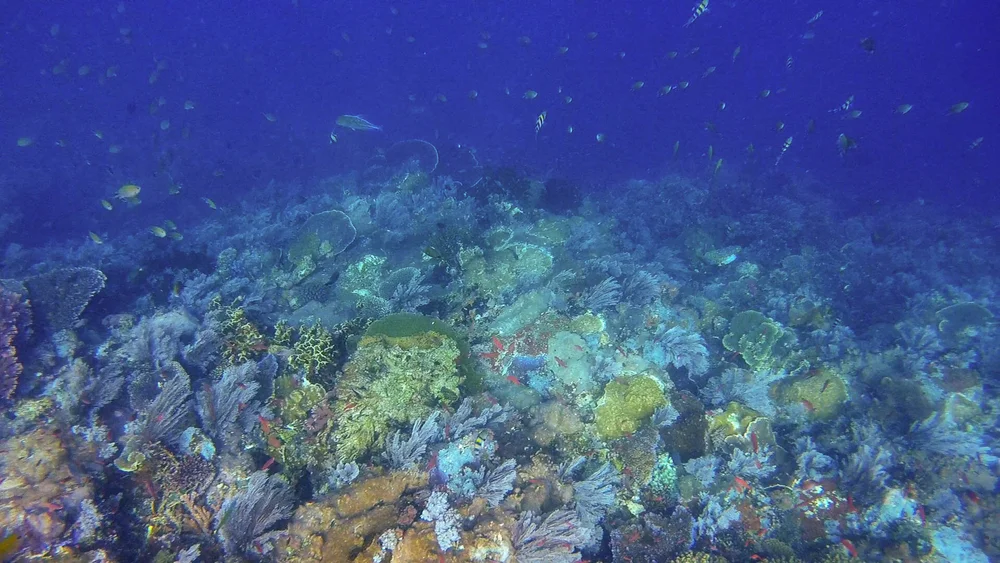 A bit of sunlight in the deep water