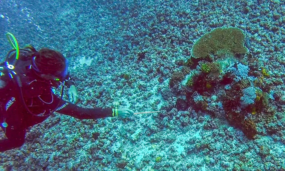 Instructor pointing out the octopus arm
