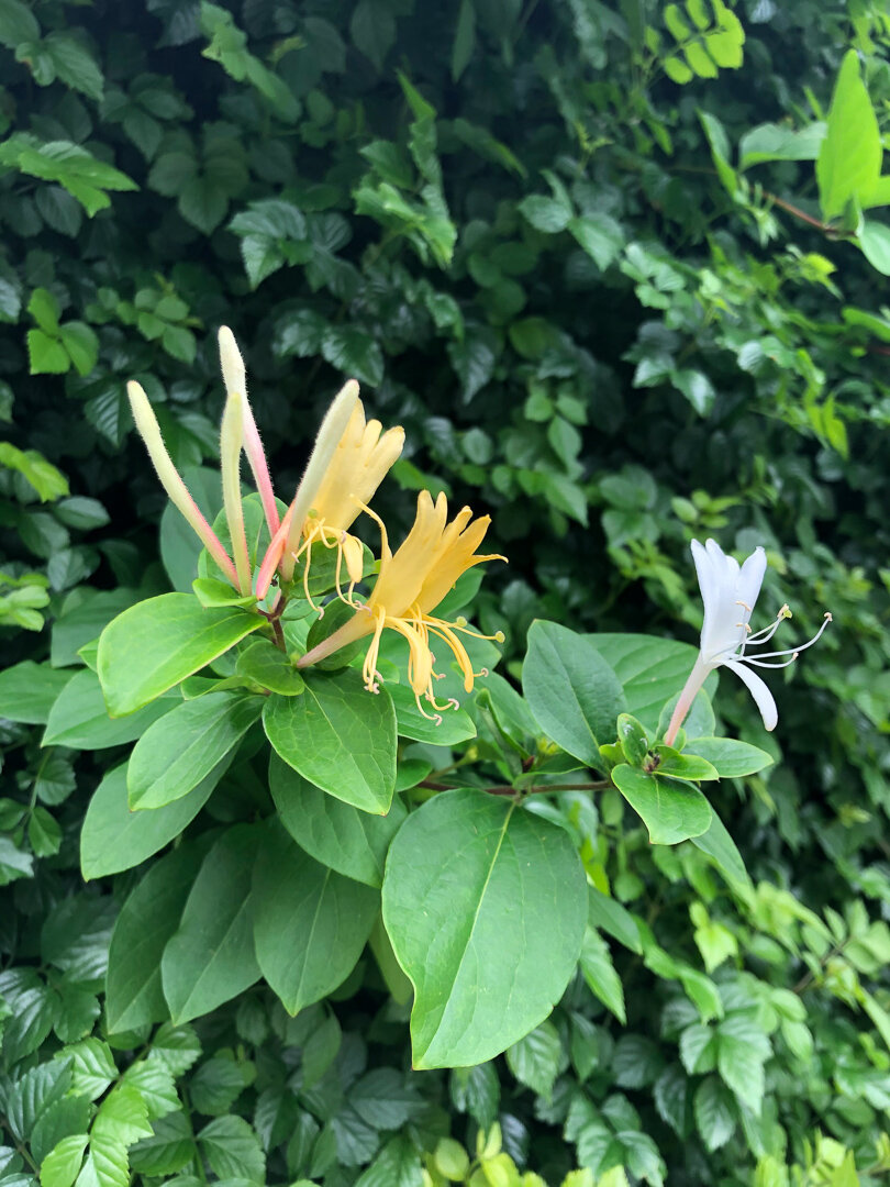 I knew I smelled honeysuckles!