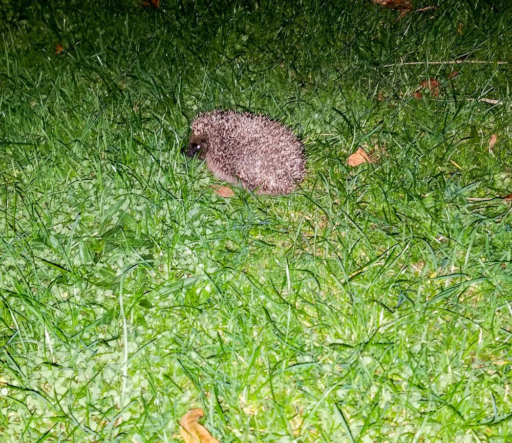 Hedgehog outside our apartment bldg