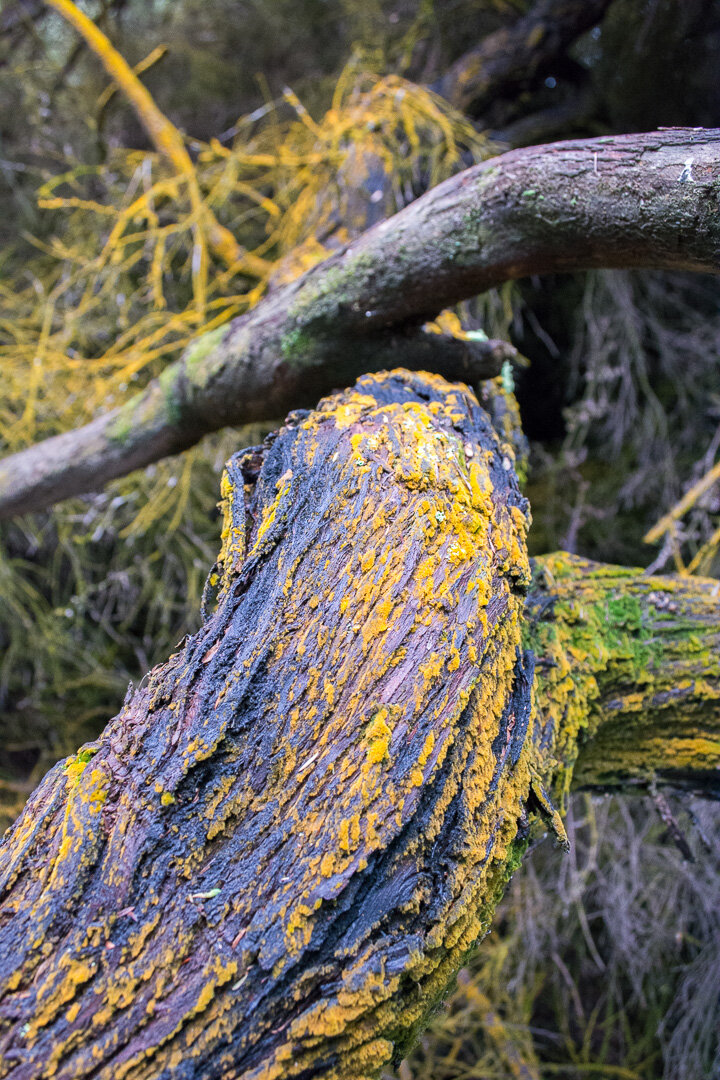 Purple and yellow log