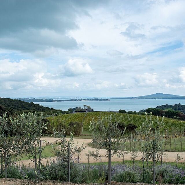 While living and working in Auckland, Bryan and I took a few day and weekend trips whenever our days off aligned. We tasted plenty of wine on Waiheke Island, explored the Geothermal Wonderland in Rotorua, toured Hobbiton, gazed at glowworms in Waitom