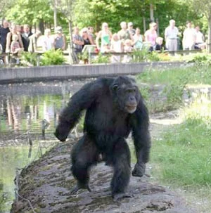 santino-chimp+with+stone.jpg